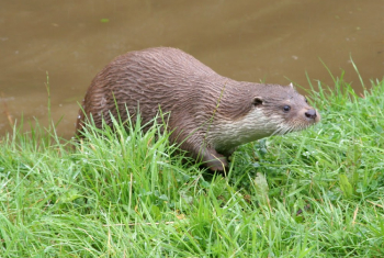 Otter